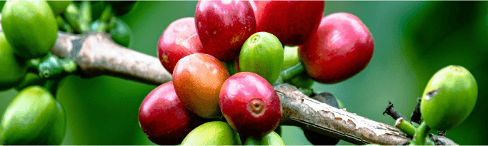 Cerezas de café